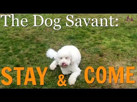 Off-Leash Obedience Demo