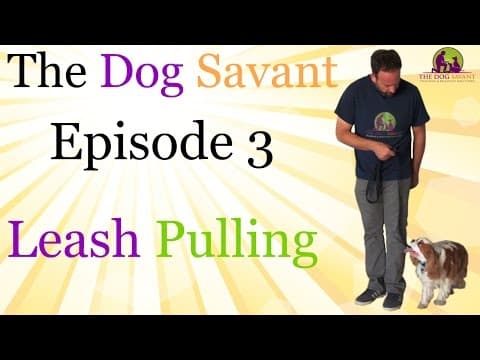 Stop Leash Pulling — Episode 3