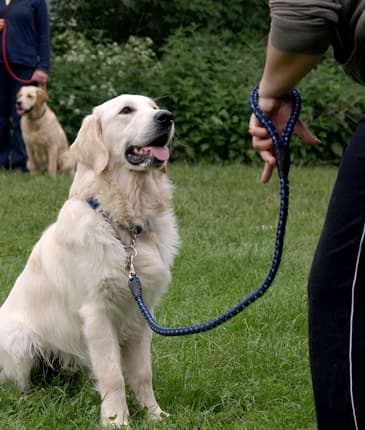 Twelve Steps to Ending Your Dog's Treat Addiction