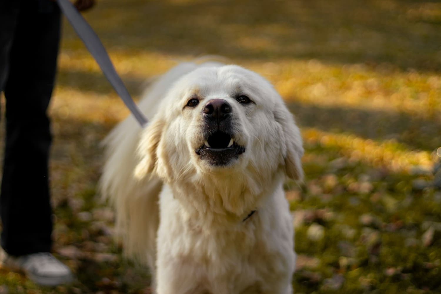 Dog barking and reacting on a tight leash during a walk