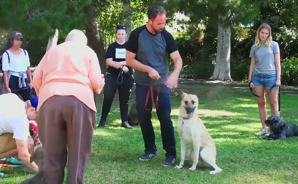 Leash Reactivity in Dogs, Why It Happens and How to Fix It