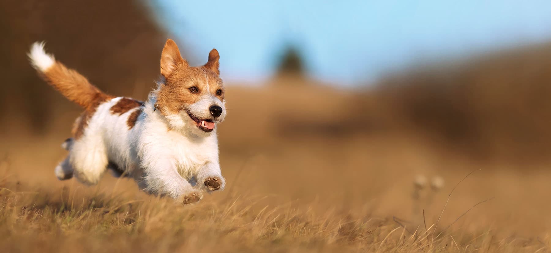 Board and Train in Los Angeles, Read This Before You Send Your Dog Away