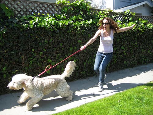 Leash Training