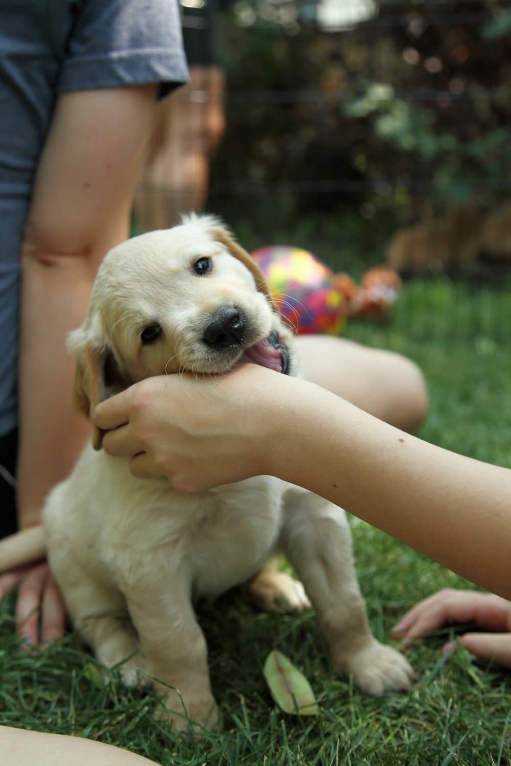 Wild puppy biting and mouthing a hand during play