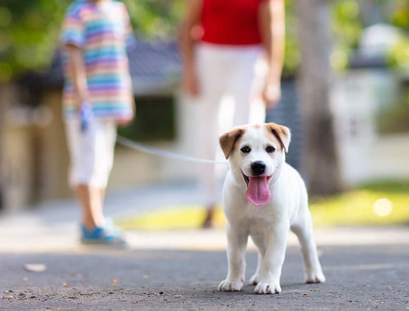 Puppy Training in Los Angeles, The First Year Done Right