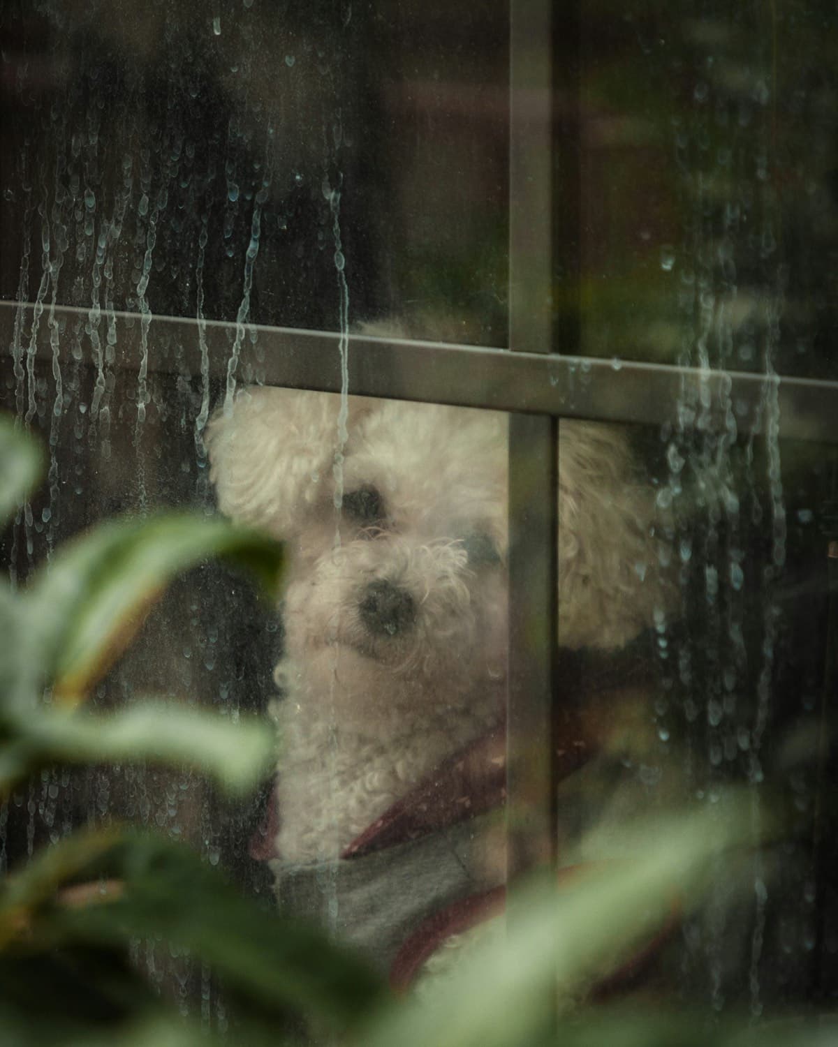 Anxious dog left home alone, waiting at a rainy window