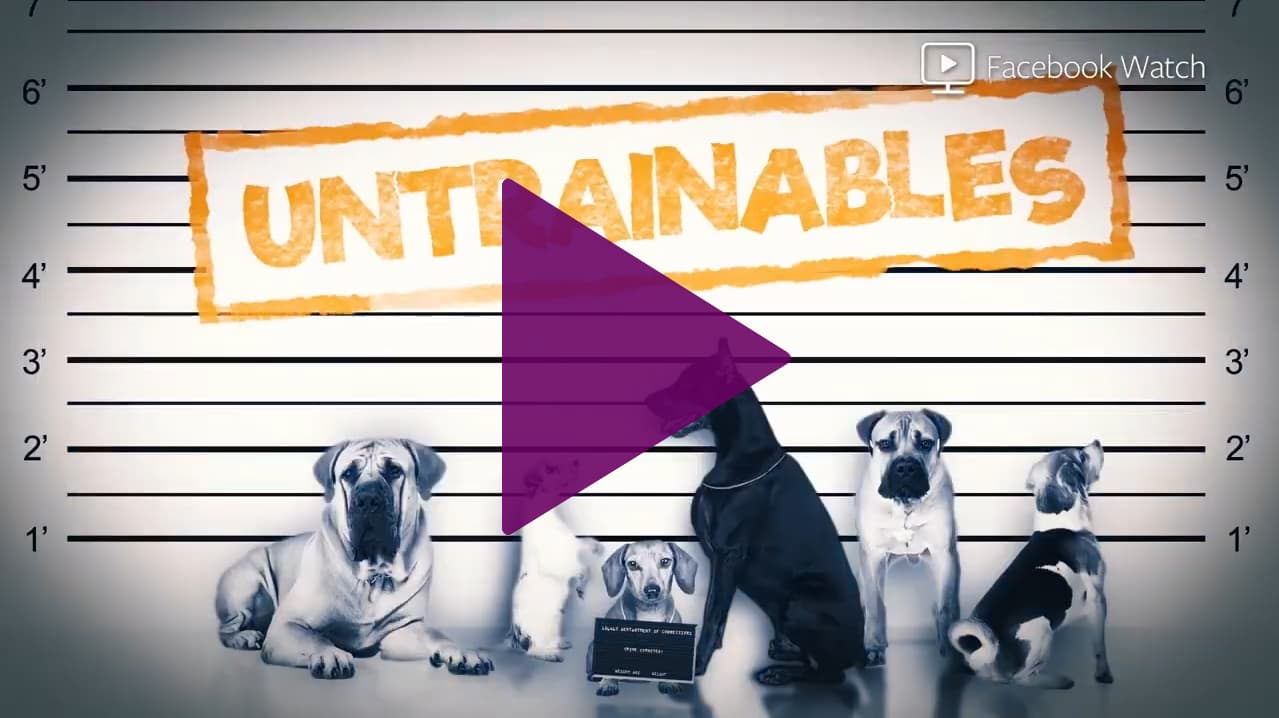 The Untrainables, Brett Endes Facebook Watch series