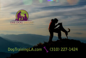 Dog Therapy Training in Calabasas