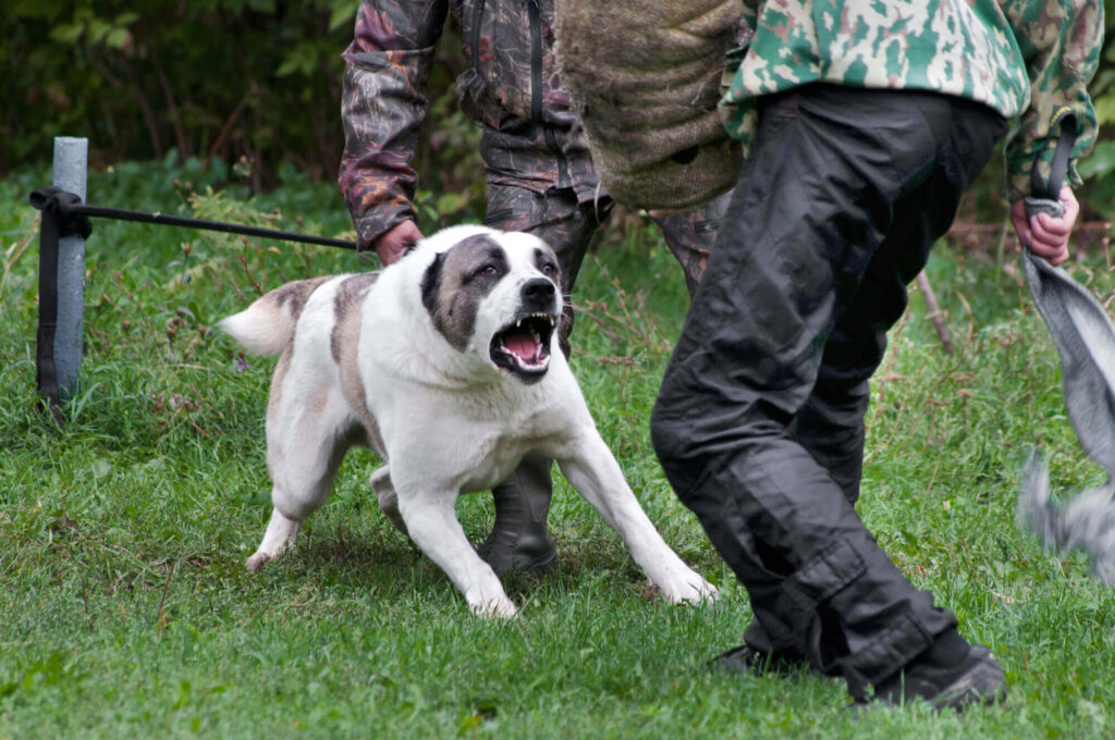 Dogs can be trained to eliminate dog aggression toward the owner and stangers