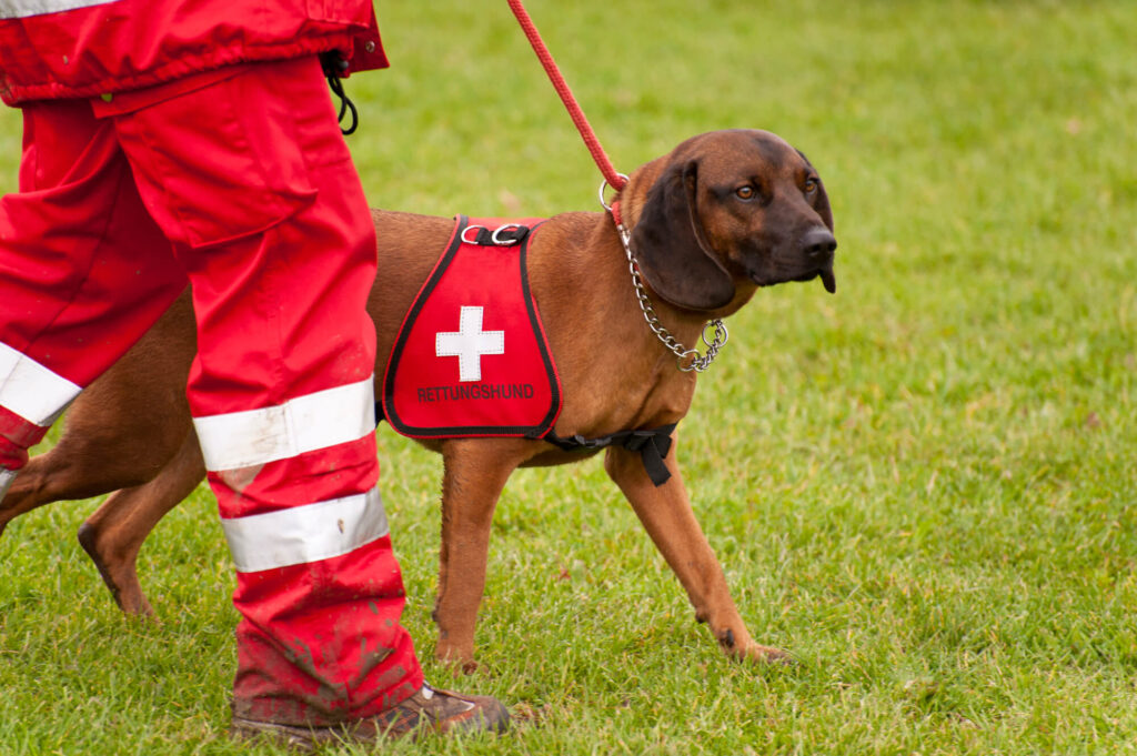 Rescue Dog Rehabilitation Training