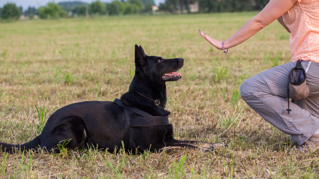Contact LA's Dog Trainer Brett Endes for effective dog obedience training.