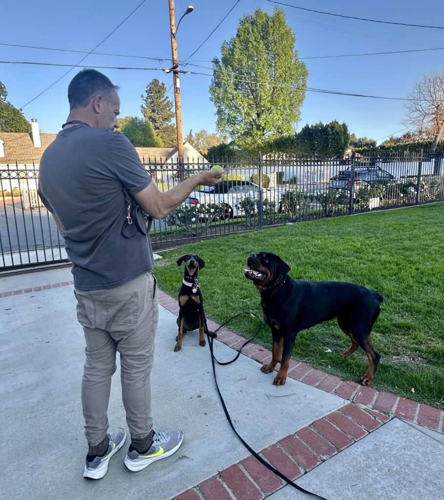brett endes dog training
